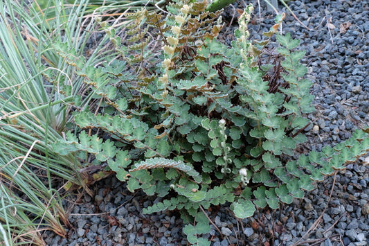 Image of Astrolepis sinuata 'Parker Creek' taken at Juniper Level Botanic Gdn, NC by JLBG