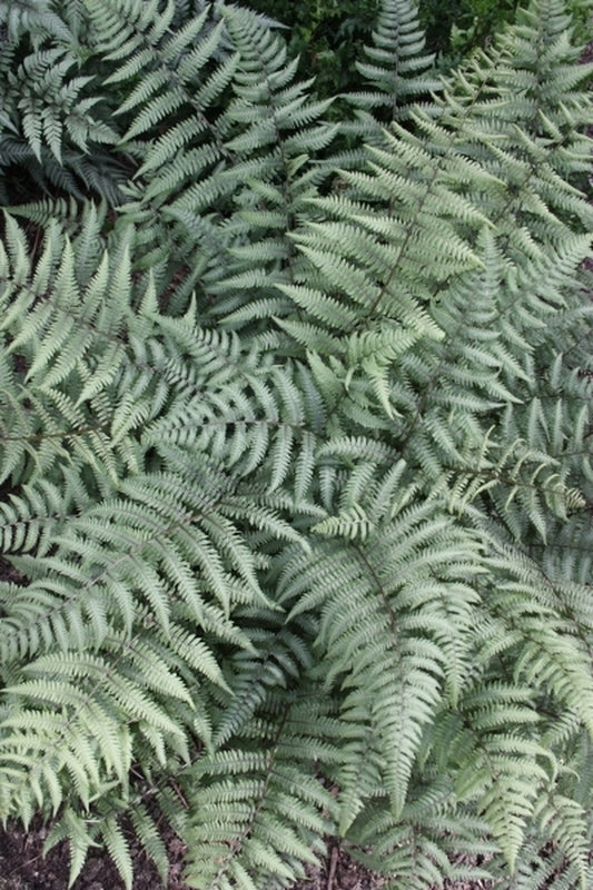 Image of Athyrium 'Branford Beauty' taken at Juniper Level Botanic Gdn, NC by JLBG