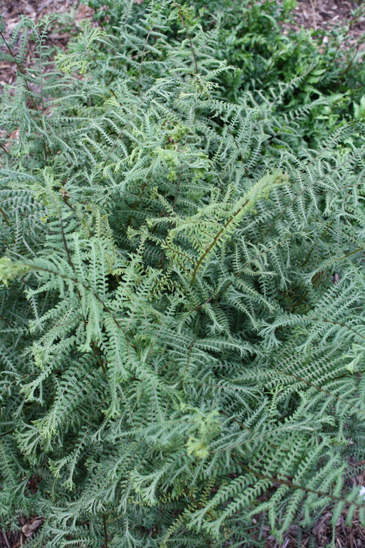 Image of Athyrium 'Ocean's Fury' PP 20,126 taken at Juniper Level Botanic Gdn, NC by JLBG