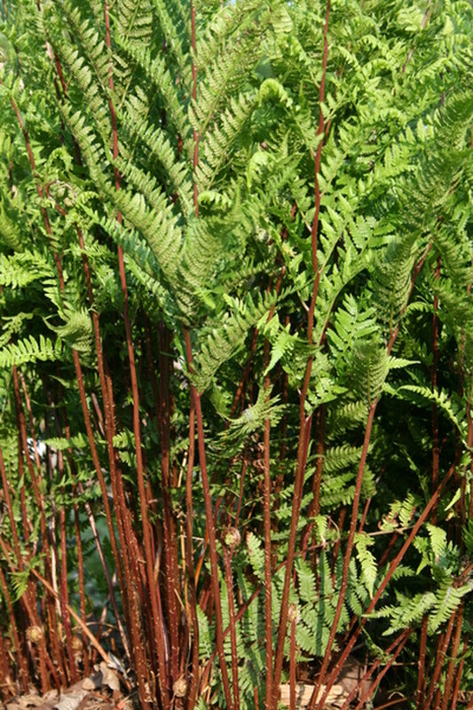 Image of Athyrium filix-femina 'Red Neck Girl' taken at Juniper Level Botanic Gdn, NC by JLBG