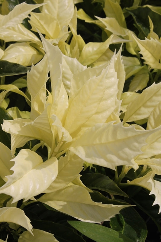 Image of Aucuba japonica 'Natsu-no-Kumo' taken at Juniper Level Botanic Gdn, NC by JLBG