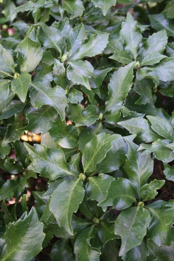 Image of Aucuba japonica 'Pacman' taken at Juniper Level Botanic Gdn, NC by JLBG