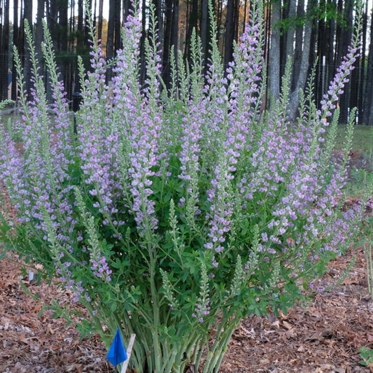 Image of Baptisia 'Aspiring' taken at Juniper Level Botanic Gdn, NC by JLBG
