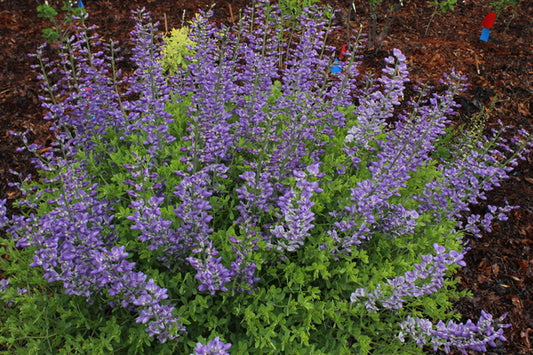 Image of Baptisia 'Cloud 9' taken at Juniper Level Botanic Gdn, NC by JLBG