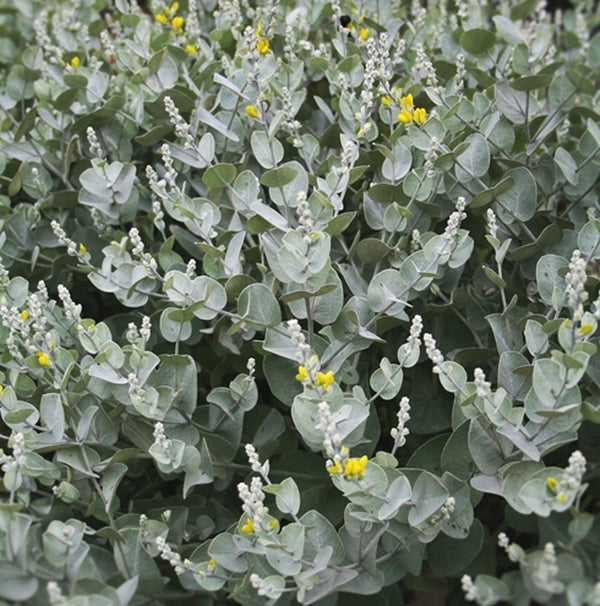 Image of Baptisia arachnifera - NOT OUTSIDE NC taken at Juniper Level Botanic Gdn, NC by JLBG