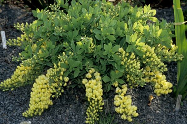Image of Baptisia leucophaea 'Butterball' taken at Juniper Level Botanic Gdn, NC by JLBG