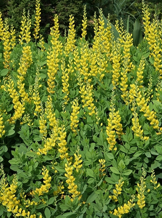 Image of Baptisia sphaerocarpa 'Screamin' Yellow' taken at Juniper Level Botanic Gdn, NC by JLBG