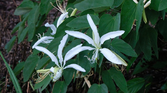 Image of Bauhinia forficata taken at Juniper Level Botanic Gdn, NC by JLBG