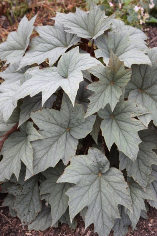 Image of Begonia sp. 'Pewterware' taken at Juniper Level Botanic Gdn, NC by JLBG