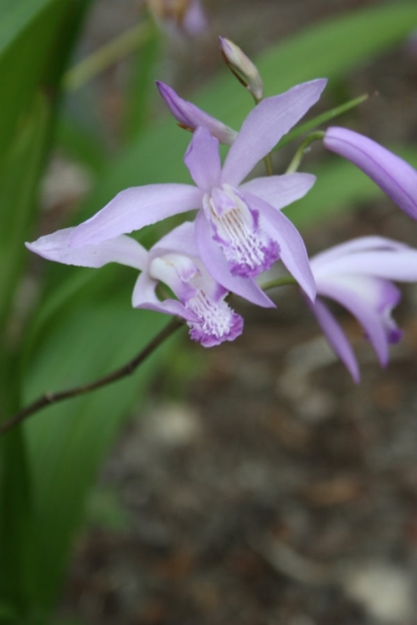 Image of Bletilla striata 'Soryu' taken at Juniper Level Botanic Gdn, NC by JLBG