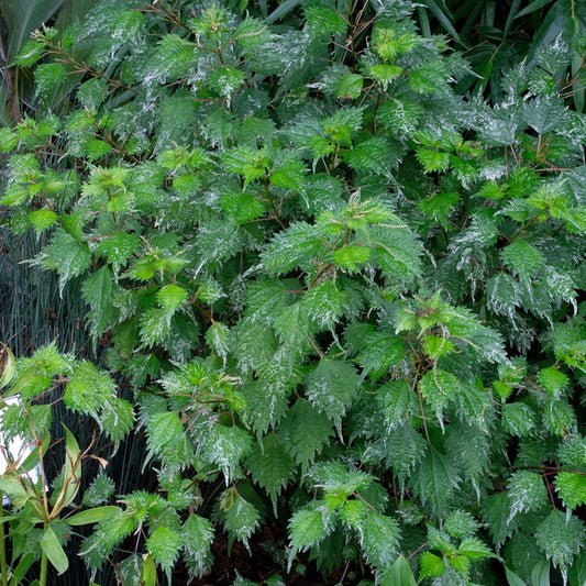 Image of Boehmeria japonica var. tenera 'Chantilly' taken at Juniper Level Botanic Gdn, NC by JLBG
