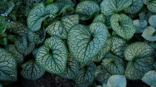 Image of Brunnera macrophylla 'Jack of Diamonds' PP32752 taken at Walters Gardens, MI by Ball Horticultural Company