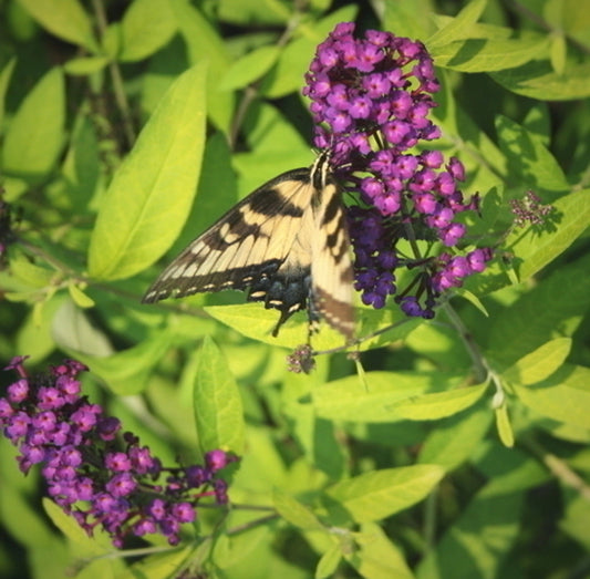 Image of Buddleia 'Evil Ways' taken at Juniper Level Botanic Gdn, NC by JLBG