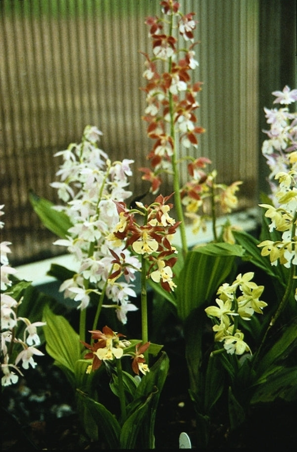 Image of Calanthe 'Kozu Spice' taken at B. Yinger Gdn, PA by B. Yinger