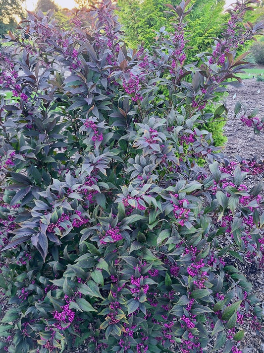 Image of Callicarpa 'Pearl Glam' PP 28,312 taken at Juniper Level Botanic Gdn, NC by JLBG