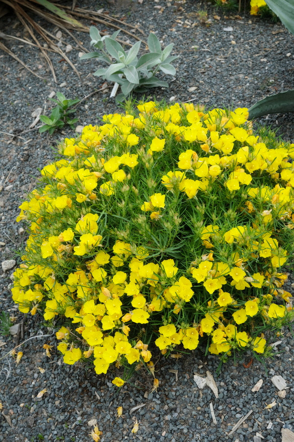Image of Calylophus berlandieri 'Gold Foil' taken at Juniper Level Botanic Gdn, NC by JLBG