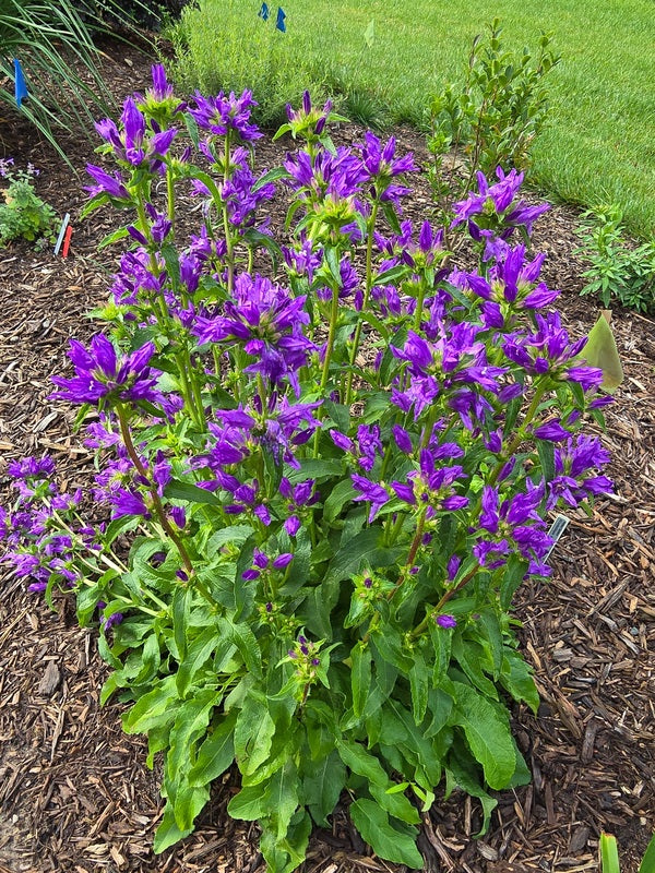 Image of Campanula 'Bells and Whistles' PP 36,936 taken at Juniper Level Botanic Gdn, NC by JLBG
