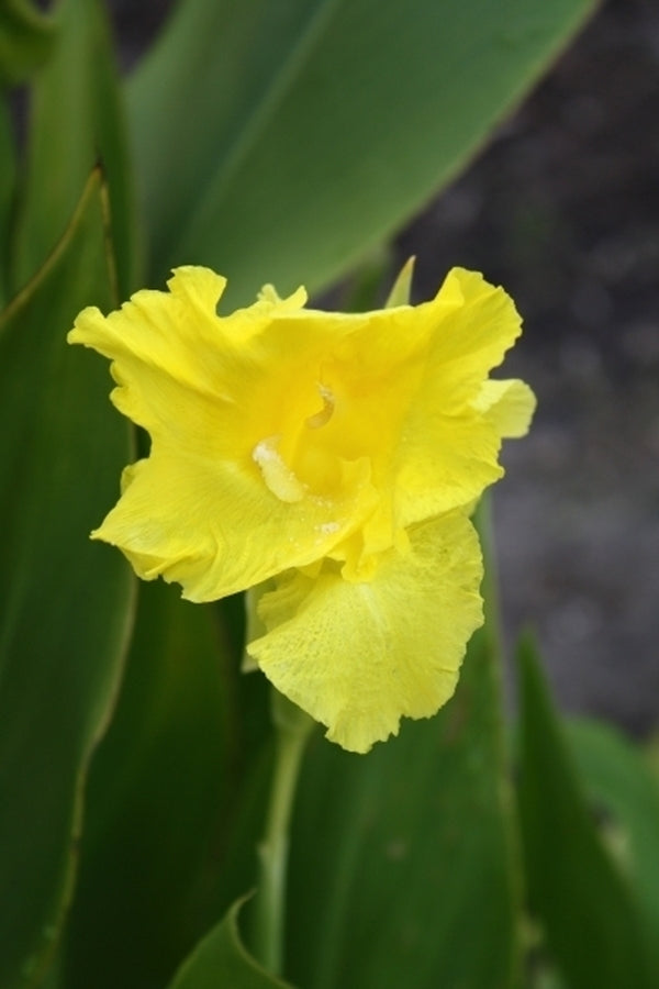 Image of Canna flaccida taken at Juniper Level Botanic Gdn, NC by JLBG