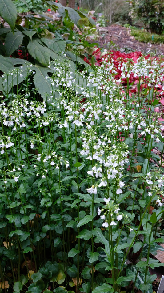 Image of Cardamine bulbosa 'Fairy Lights' taken at Juniper Level Botanic Gdn, NC by JLBG