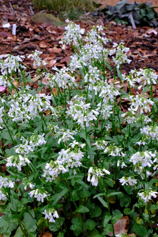 Image of Cardamine bulbosa 'Snow Showers' taken at Juniper Level Botanic Gdn, NC by JLBG