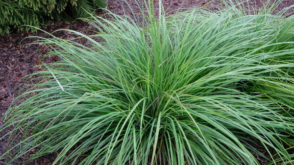 Image of Carex haydenii taken at Juniper Level Botanic Gdn, NC by JLBG