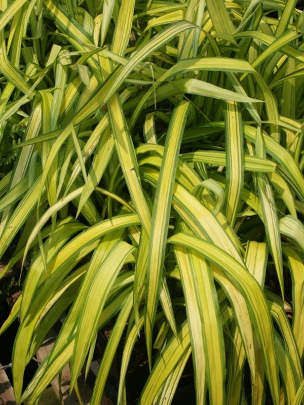 Image of Carex siderosticta 'Banana Boat' taken at Terra Nova Nurseries, OR by Terra Nova Nurseries