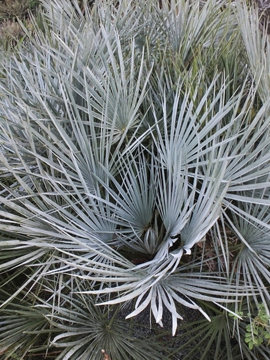 Image of Chamaerops humilis var. argentea taken at Juniper Level Botanic Gdn, NC by JLBG