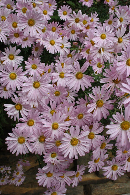 Image of Chrysanthemum 'Country Girl' taken at Juniper Level Botanic Gdn, NC by JLBG