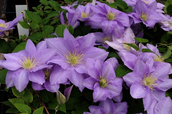 Image of Clematis 'Cezanne' PP 15,166 taken at Juniper Level Botanic Gdn, NC by JLBG