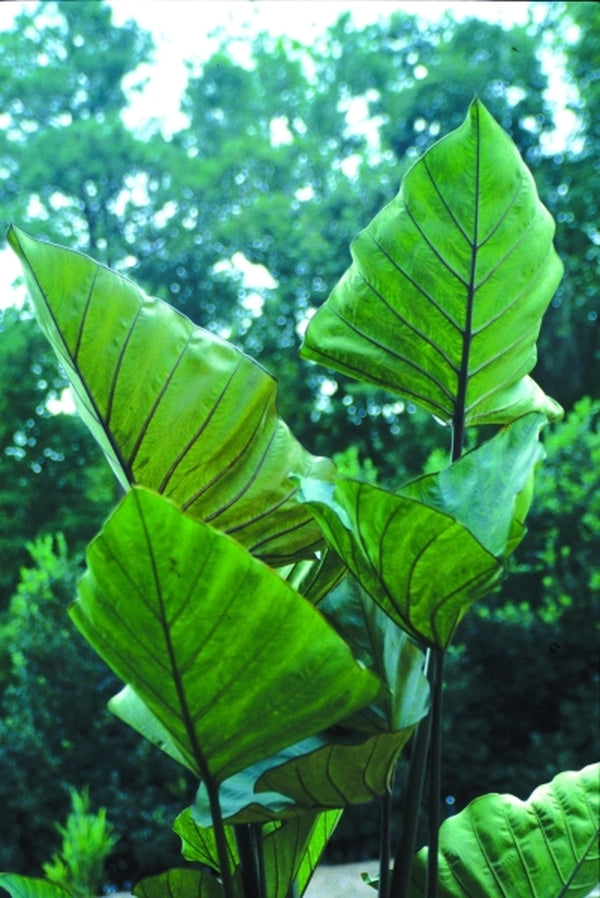 Image of Colocasia 'Coffee Cups' taken at Juniper Level Botanic Gdn, NC by JLBG