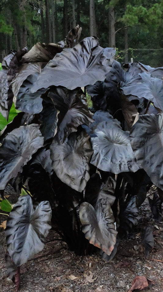 Image of Colocasia esculenta 'Black Coral' PP 23,896 taken at Juniper Level Botanic Gdn, NC by JLBG
