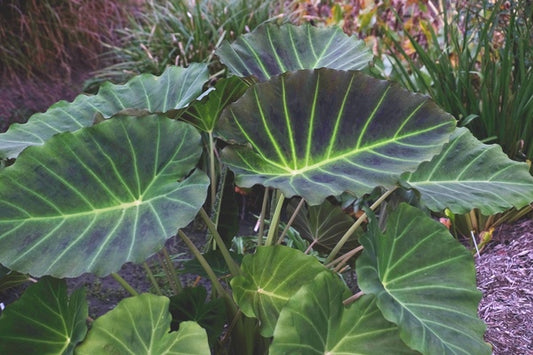 Image of Colocasia (xLeucocolocasia) 'Imperial Gigante' PP 26,152 taken at Juniper Level Botanic Gdn, NC by JLBG