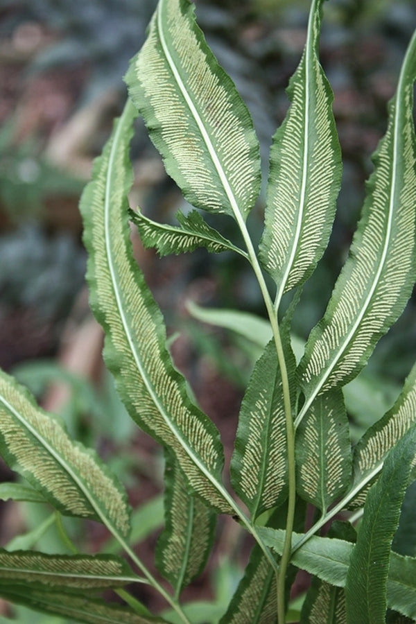 Image of Coniogramme affinis 'Ping Wu' taken at Juniper Level Botanic Gdn, NC by JLBG