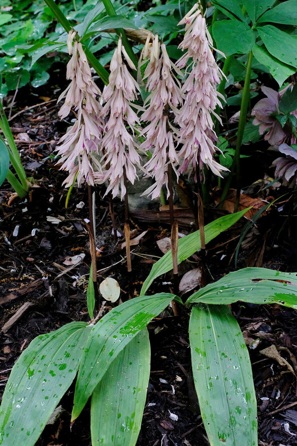 Image of Cremastra appendiculata taken at Juniper Level Botanic Gdn, NC by JLBG