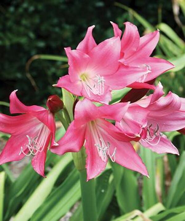 Image of Crinum 'Ellen Bosanquet' taken at Juniper Level Botanic Gdn, NC by JLBG
