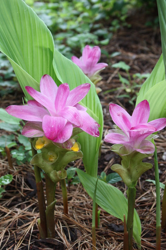 Image of Curcuma elata taken at Juniper Level Botanic Gdn, NC by JLBG