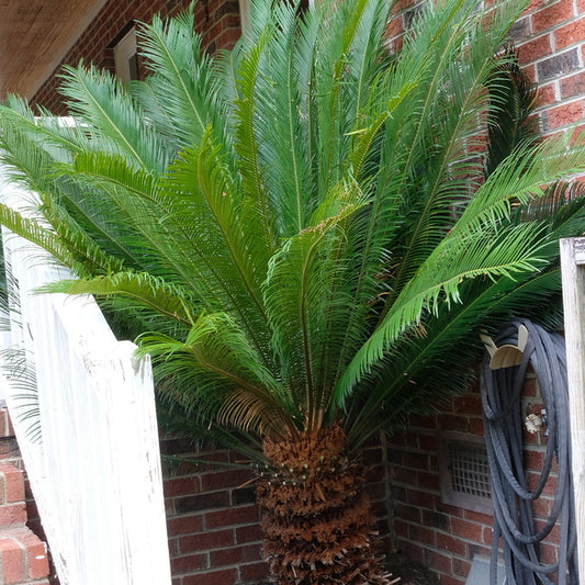 Image of Cycas taitungensis taken at Juniper Level Botanic Gdn, NC by JLBG