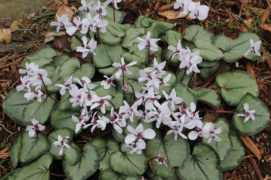 Image of Cyclamen coum 'Maurice Dryden' taken at Juniper Level Botanic Gdn, NC