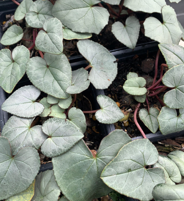 Image of Cyclamen hederifolium 'Lil Silva' taken at Juniper Level Botanic Gdn, NC by C. Hardison