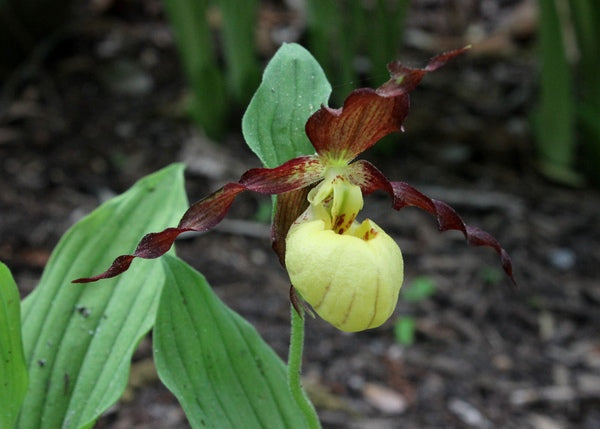 Image of Cypripedium 'Emil' taken at Juniper Level Botanic Gdn, NC by JLBG