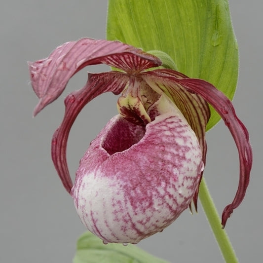 Image of Cypripedium 'Lucy Pinkepank' by HardyOrchid
