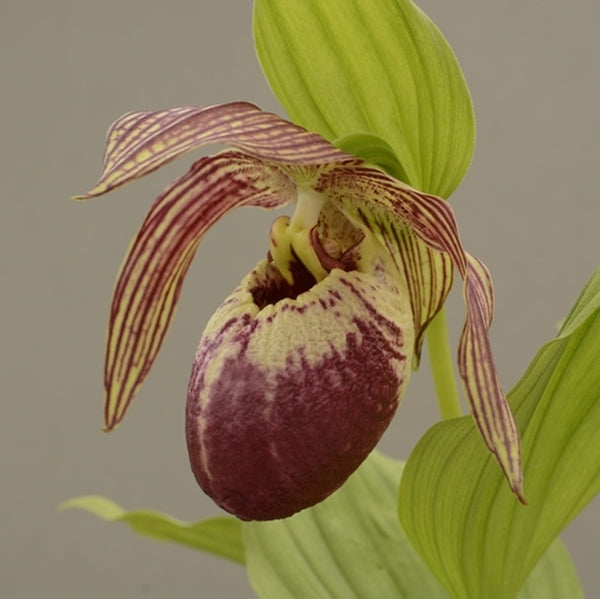 Image of Cypripedium fasciolatum x corrugatum by HardyOrchid