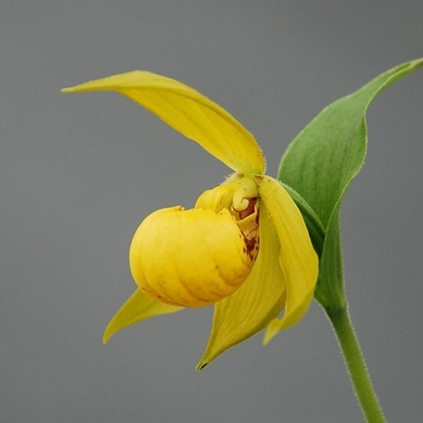 Image of Cypripedium segawae by HardyOrchid