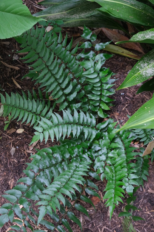 Image of Cyrtomium fortunei 'Fortunately' taken at Juniper Level Botanic Gdn, NC by JLBG