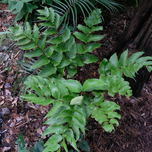 Image of Cyrtomium macrophyllum by H. Hansen