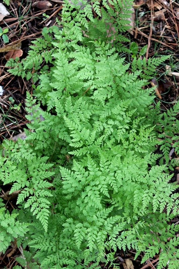 Image of Cystopteris protrusa taken at Juniper Level Botanic Gdn, NC by JLBG