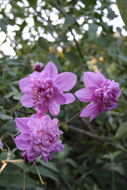 Image of Dahlia imperialis 'Double or Nothing' taken at Juniper Level Botanic Gdn, NC by JLBG