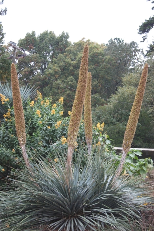 Image of Dasylirion wheeleri taken at Sauls Road