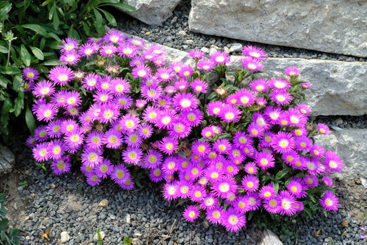 Image of Delosperma sutherlandii taken at Juniper Level Botanic Gdn, NC by JLBG