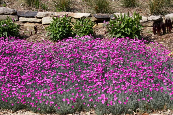 Image of Dianthus 'Feuerhexe' taken at Juniper Level Botanic Gdn, NC by JLBG